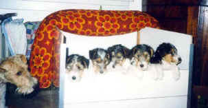 De puppen van SNoopy en Harry: Casper, Max, Pipper en Tara